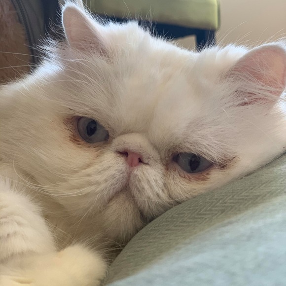 Meet your Posher, Rihana - Picture 1 of 1